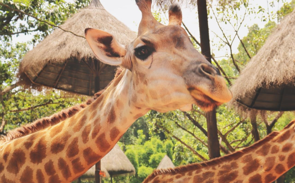 <a target='_blank' href='https://bbs.youxiake.com/mdd/15.html'>广州</a>