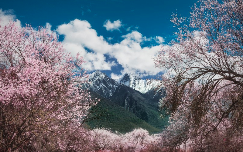 <a target='_blank' href='https://bbs.youxiake.com/mdd/901.html'>林芝</a>