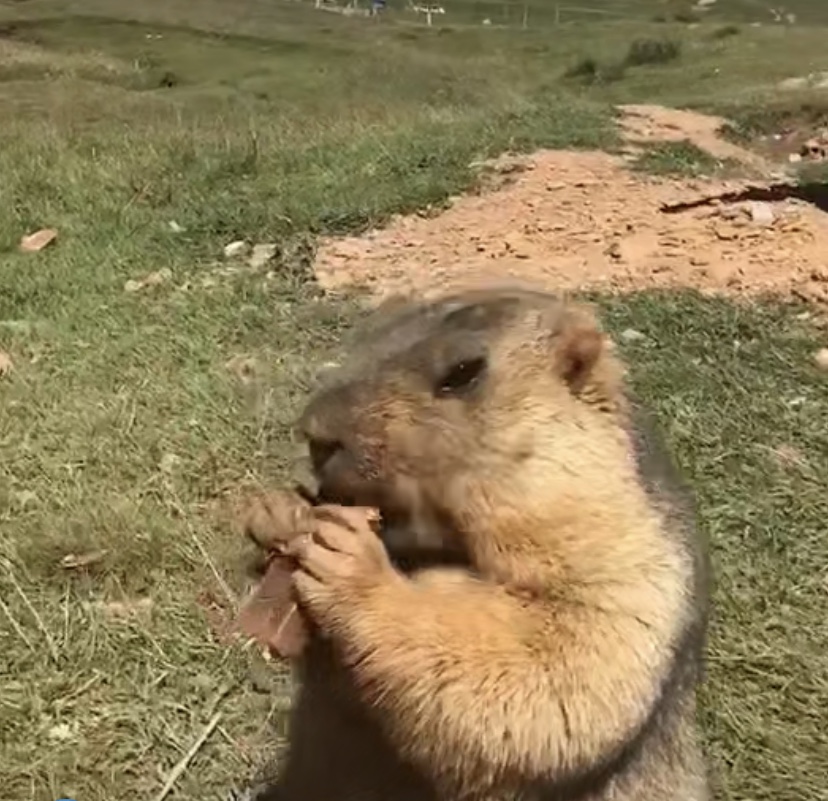 <a target='_blank' href='https://bbs.youxiake.com/mdd/864.html'>色达</a>