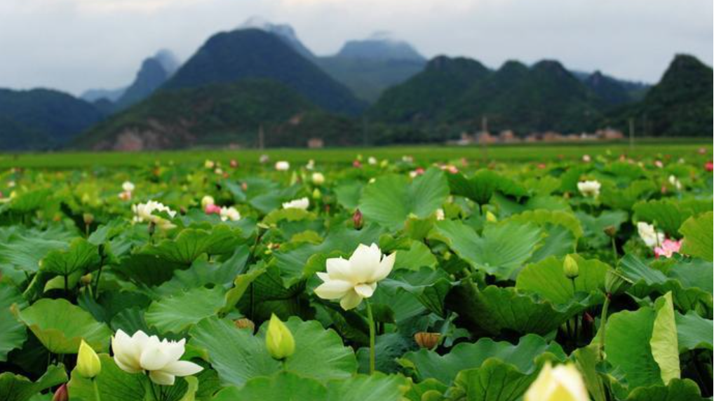 <a target='_blank' href='https://www.youxiake.com/gonglue/view?id=3123'>普者黑</a>