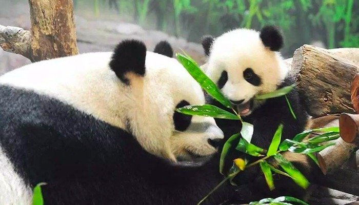 <a target='_blank' href='https://bbs.youxiake.com/mdd/1549.html'>长隆野生动物世界</a>