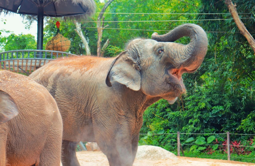 <a target='_blank' href='https://bbs.youxiake.com/mdd/1549.html'>长隆野生动物世界</a>