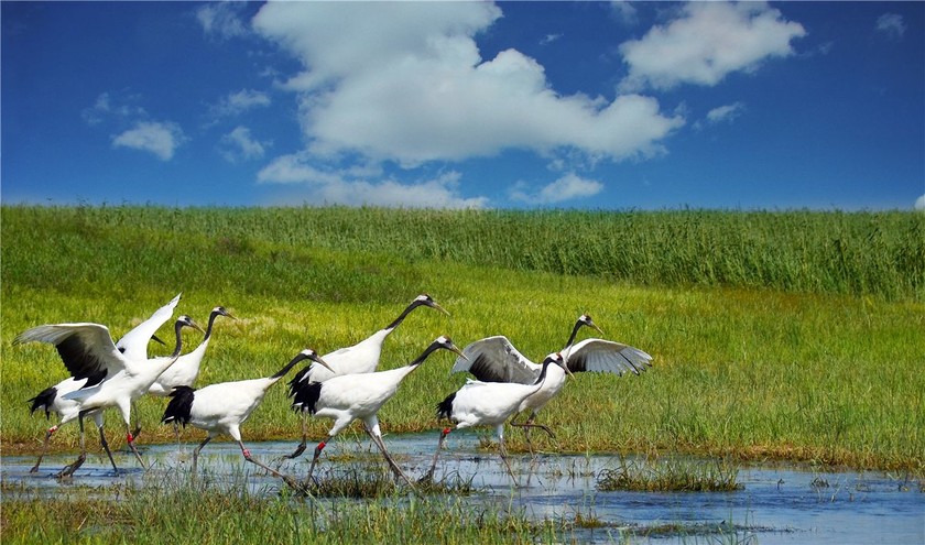 <a target='_blank' href='https://bbs.youxiake.com/mdd/978.html'>扎龙湿地</a>